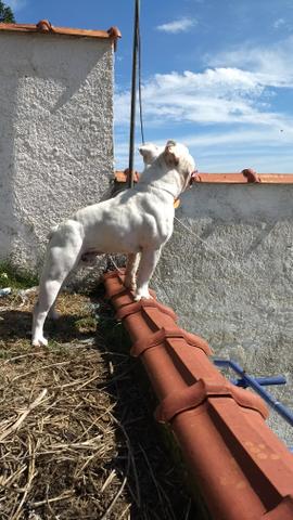 Bulldg inglês para cruzar