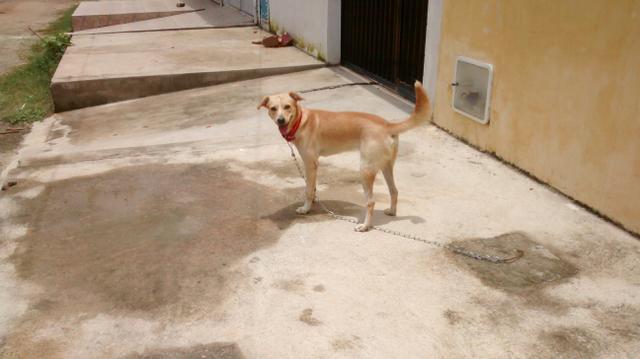 Cachorro para doação