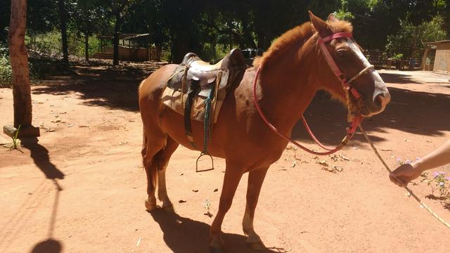 Cavalo com 6 anos de idade e manso