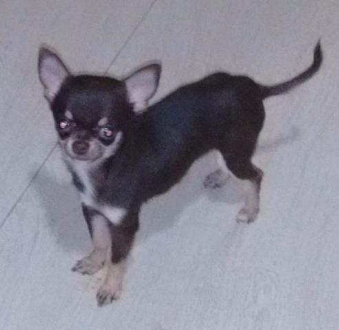 Chihuahua Macho Choco Tan - Pedigree ACB
