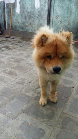 Chow chow