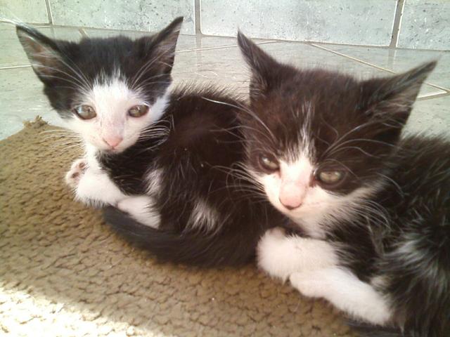 Doa-se 2 gatos machos lindos URGENTE!