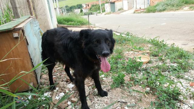 Doa se cachorro ele é Novo foi abandonado no pq São Bento