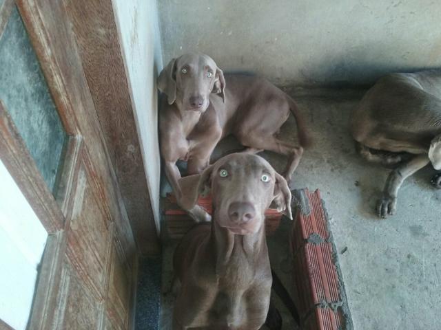 Doa-se casal de weimaraner