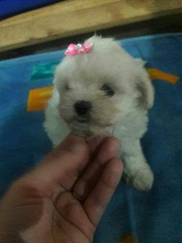 Garantia e Procedência Total