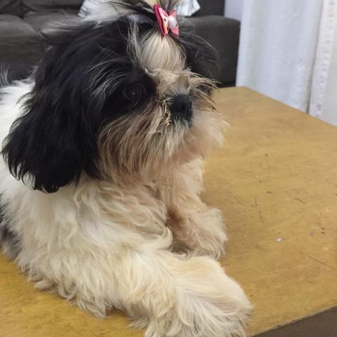 Lindas fêmeas de shih tzu