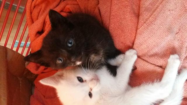 Lindos gatinhos pra adoção