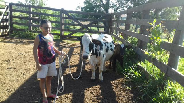 Mini vaca com uma bezerra