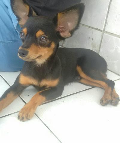 Pinscher 0 para cobertura