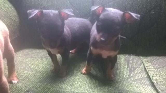 Pinscher num 2