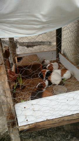 Porquinhos da índia