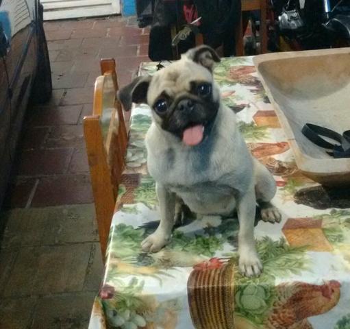 Pug fêmea