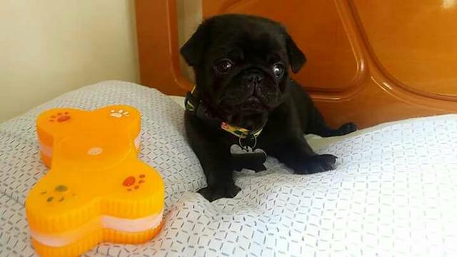 Pug preto
