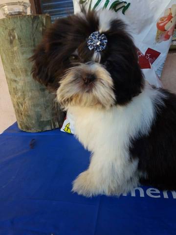 Shih Tzu macho branco com chocolate oferta