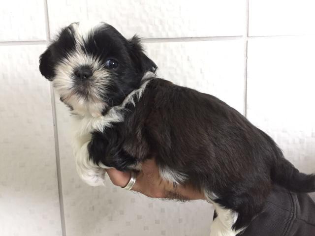 Shih tzu