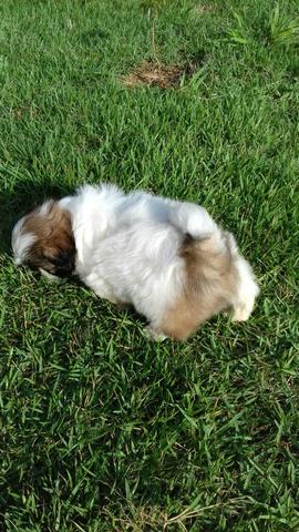 Shih tzu macho