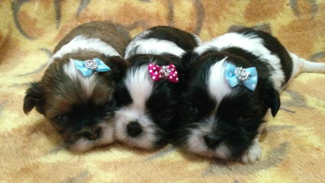 Shih tzu macho disponível