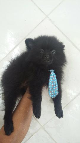 Spitz alemão lindo macho