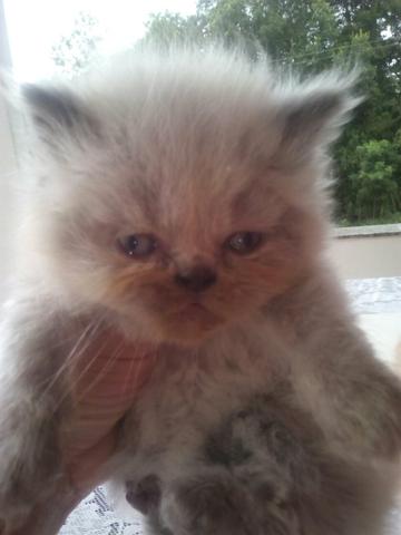 Temos fêmeas e macho de gatos presa