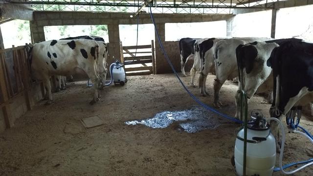 Vacas de procedência!!