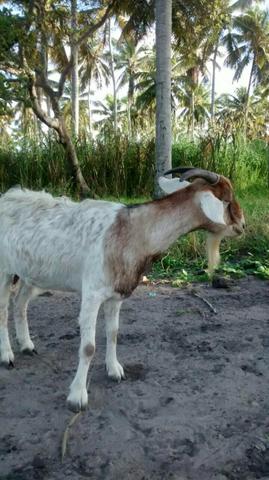 Vendo Cabra Prenha com 4 meses