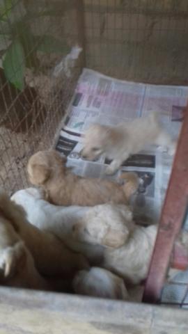 Vendo poodle de 30 dias fêmea e macho n¤ 2