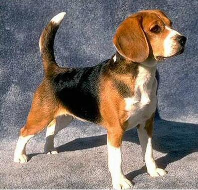 Beagle