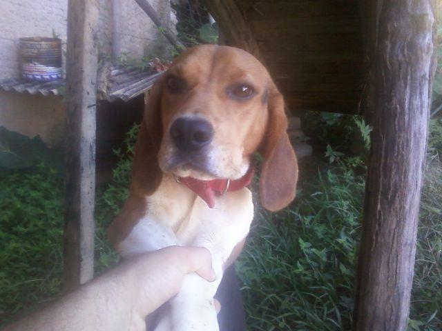 Beagle macho 10 meses puro