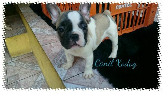 Bulldog francês com pedigree!!!