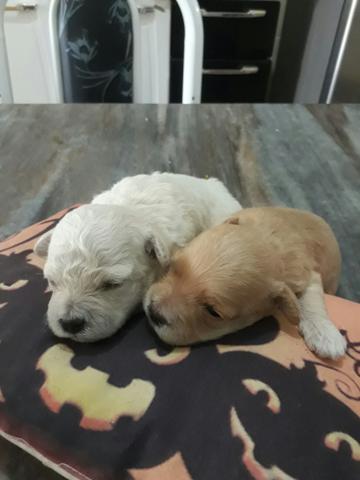 Casal de poodo estão com 15dias.sendo individual