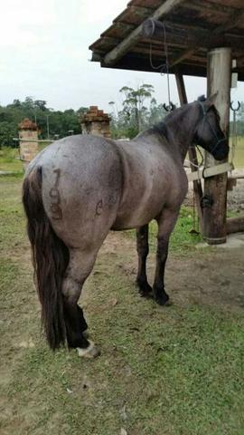 Cavalo Crioulo Mouro
