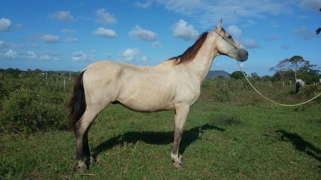 Cavalo mangalarga marchador