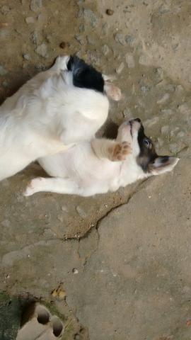 Doa cachorrinhos lindos