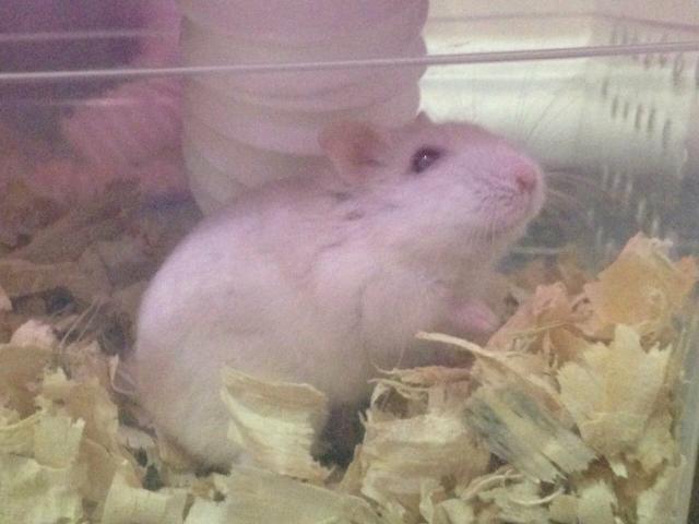 Hamster anao russo albina