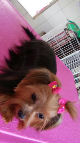 Linda fêmea de york