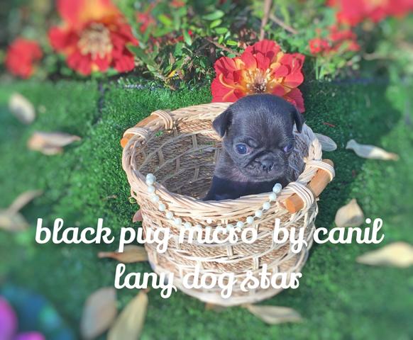 Minis pug exclusivos black pedigree importado