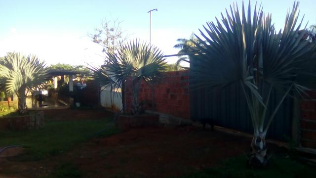 Palmeiras azul bismarckia