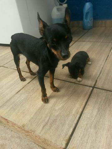 Pinscher 2
