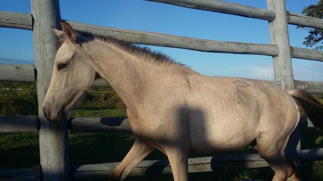 Potro de marcha picada
