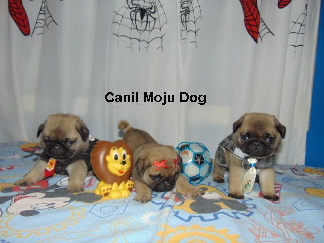 Pug machos e femeas em 10x entregaremos com