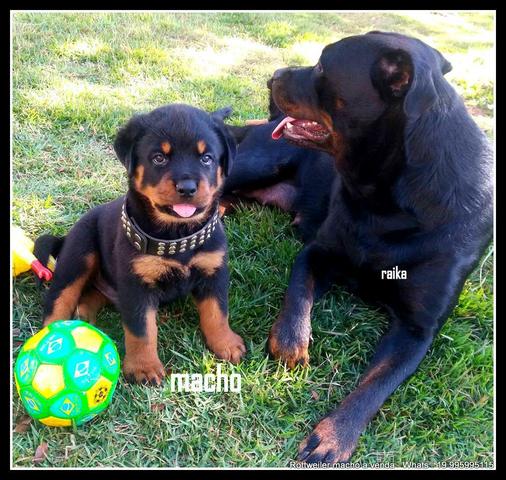 Rottweiler Gigante 10x R$ 190 ou R$ a vista