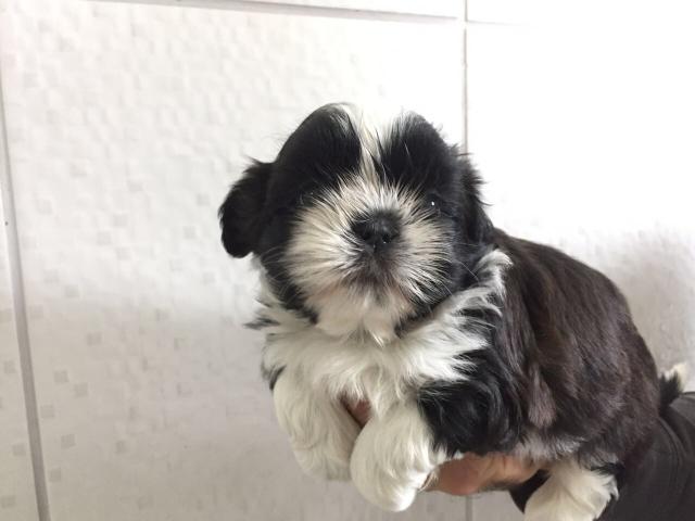 Shih tzu macho