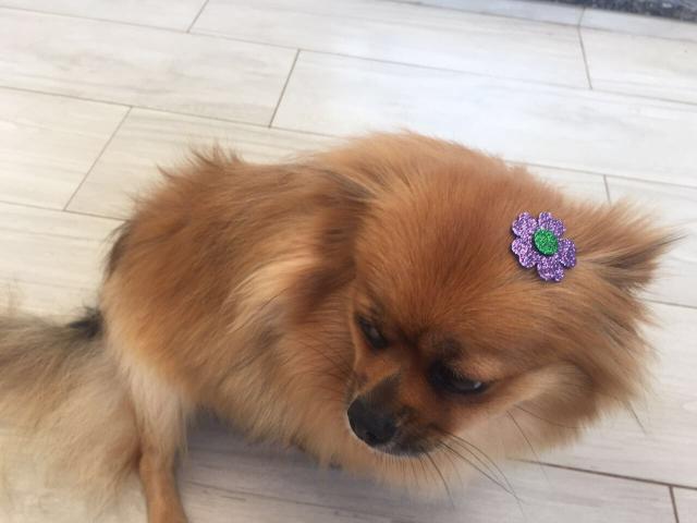 Spitz Alemão - Fêmea