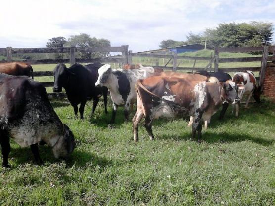 Vacas e novilhas Girolandas e Gersolandas leiteiras