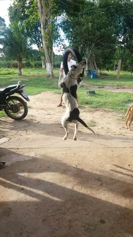 Vemdo pitbull 7meses