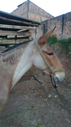 Vendo burro