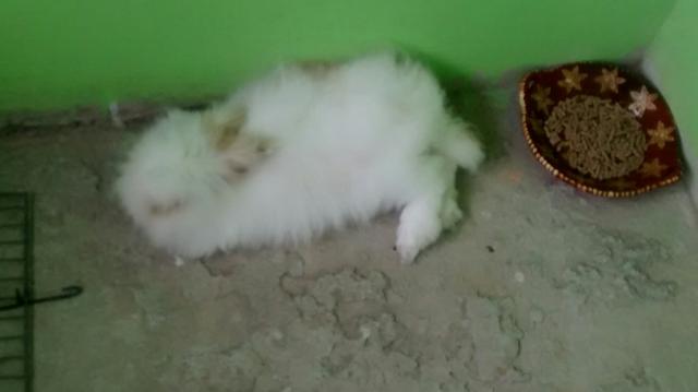 Vendo esse lindo coelho. gaiola