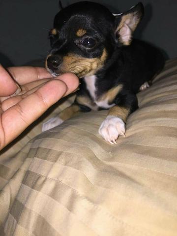 Vendo pinscher Macho e fêmea