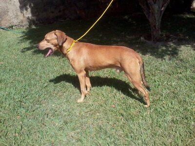 Beagle com foxhound nacionaç