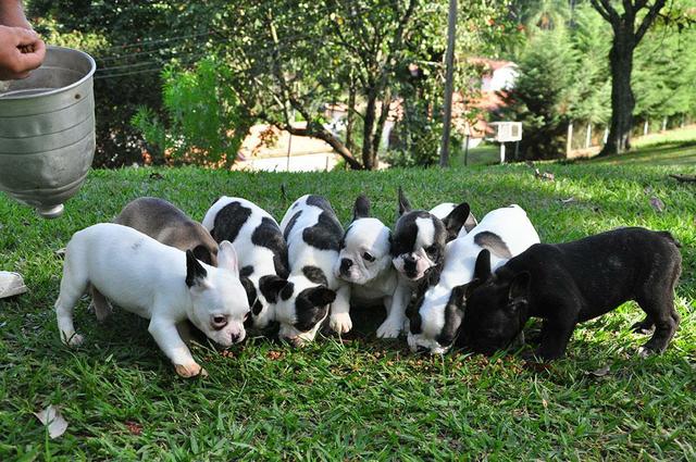 Bulldog Francês - Ninhada 5 fêmeas e 1 macho - 2 meses